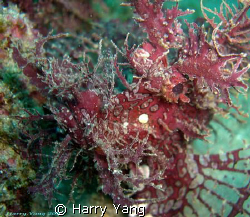 Lacy Scorpionfish..2008/8/17  by Harry Yang 